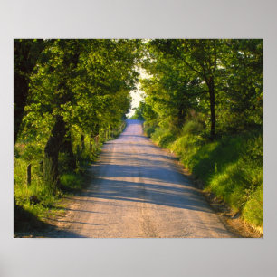 Poster Europe, Italie, Toscane, route bordée d'arbres