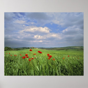 Poster Europe, Toscane, Poggiolo. Voie rouge