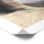 Poster European Badger (Coin)