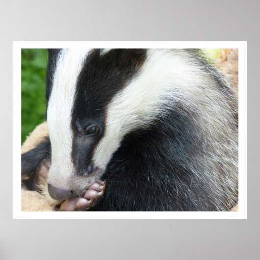 Poster European Badger (Devant)
