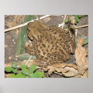 Poster European Common Toad Print