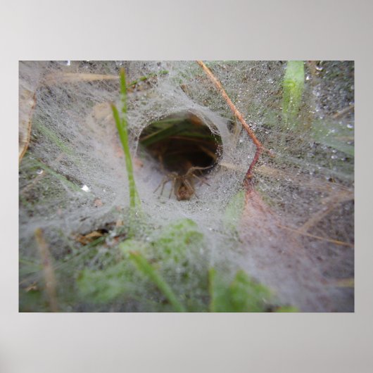 Poster European Funnel Web Spider (Voorkant)