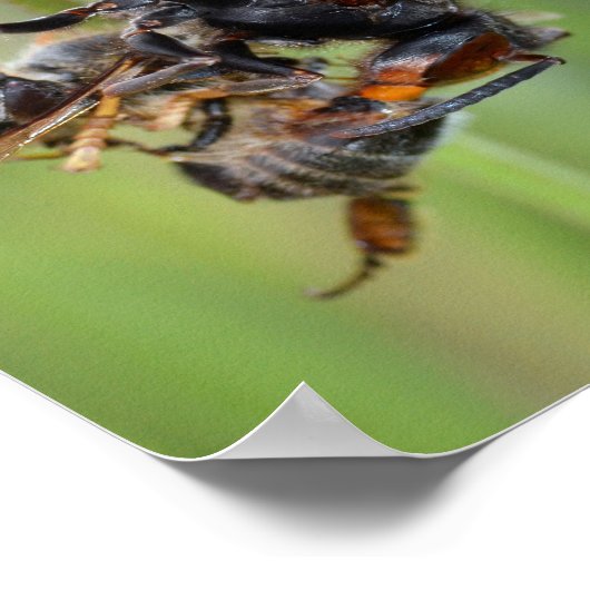 Poster European hornet eating bee (Coin)