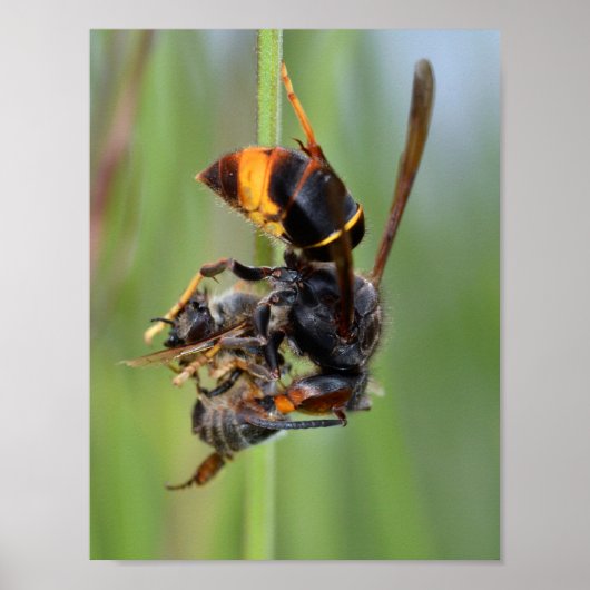 Poster European hornet eating bee (Devant)