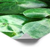 Poster European Wild Ginger Glossy Green Leaves Close Up (Coin)