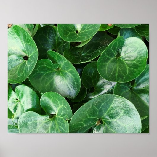 Poster European Wild Ginger Glossy Green Leaves Close Up (Devant)