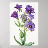 Poster Eustoma Russelianum, Fleurs Violettes, (Devant)
