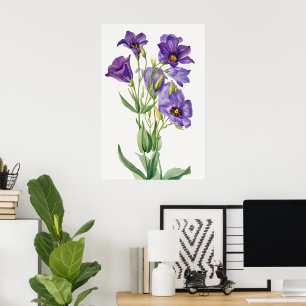Poster Eustoma Russelianum, Fleurs Violettes,