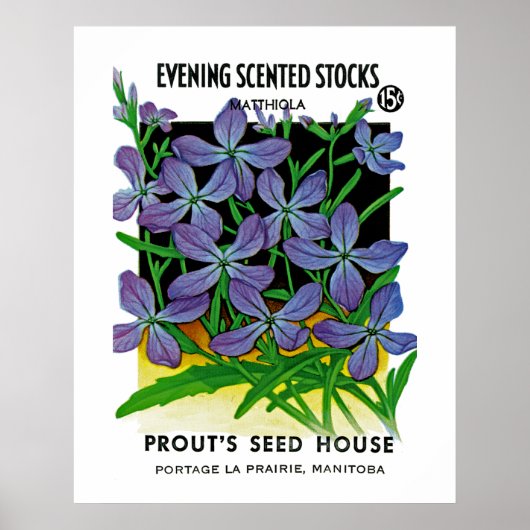 Poster Evening Scented Stocks (Devant)
