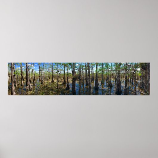 Poster Everglades Cypress (Devant)