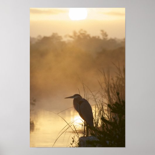 Poster Everglades Great Blue Heron (Devant)