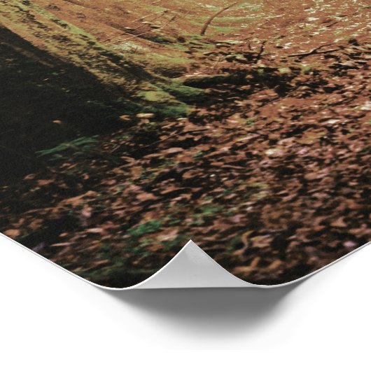 Poster Evermore | Forêt enchantée | Accueil Réception (Coin)