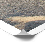 Poster évolution (Coin)