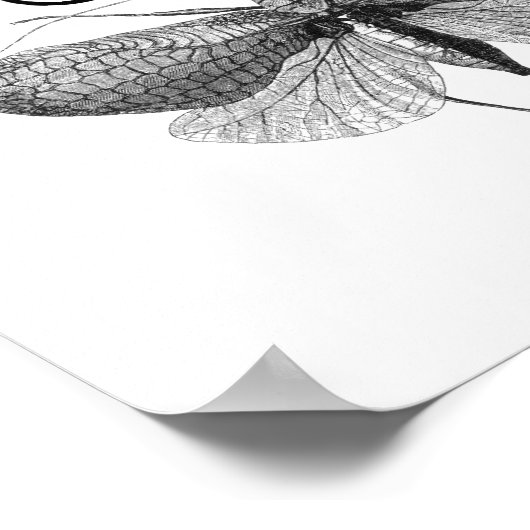 Poster Évolution des citations de Darwin (Coin)