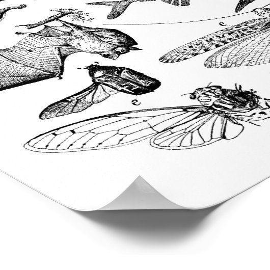 Poster Évolution du vol (Coin)