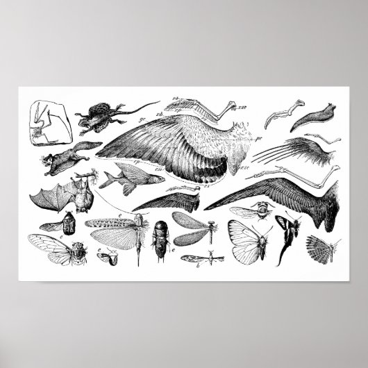 Poster Évolution du vol (Devant)