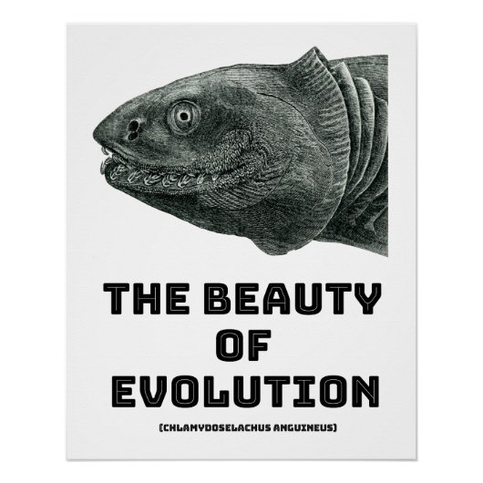 Poster Evolution Frilled Shark Beauté (Devant)
