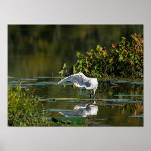 Poster Examen de l'aile Egret (Devant)