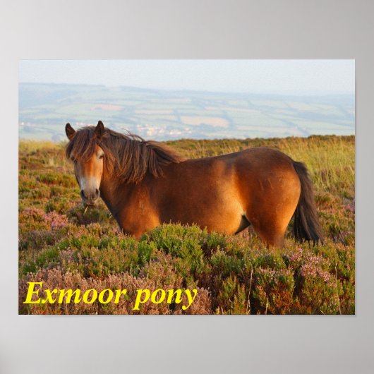 Poster Exmoor pony, cheval, Somerset, Angleterre (Devant)