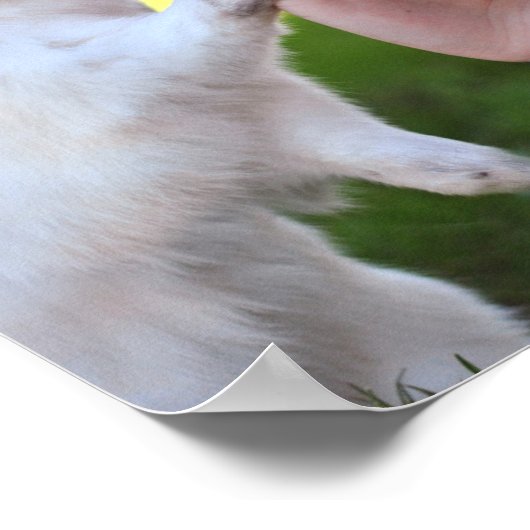 Poster Exonérer l'affiche du lapin (Coin)