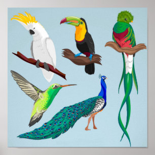 Poster Exotic Birds