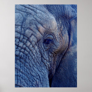 POSTER EXPÉRIENCE MARCHER AVEC LES ÉLÉPHANTS COMMENT ET H