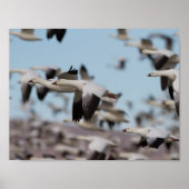 Poster Exploser dans le ciel de Socorro (Devant)