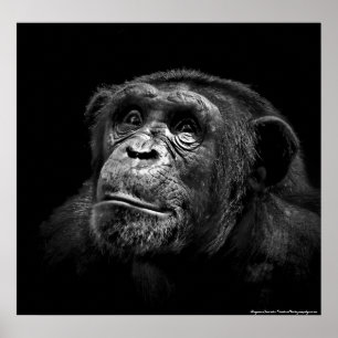 Poster "Exposition captive" Faune Chimp Portrait