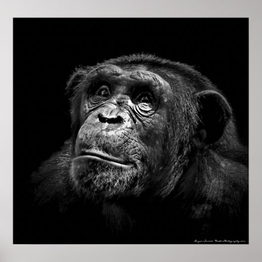 Poster "Exposition captive" Faune Chimp Portrait (Devant)