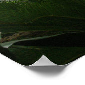 Poster Exposition Zoo Rainforest (Coin)