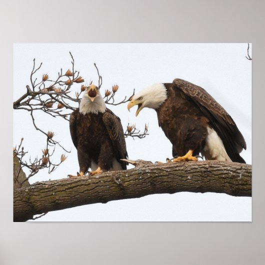 Poster Exprimer des paires d'Eagle chauve (Devant)