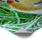 Poster extérieur de cobaye (Coin)