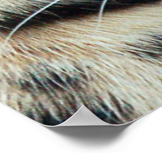 Poster Extinction (Coin)