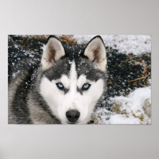 Poster Extraordinaire Husky (Devant)