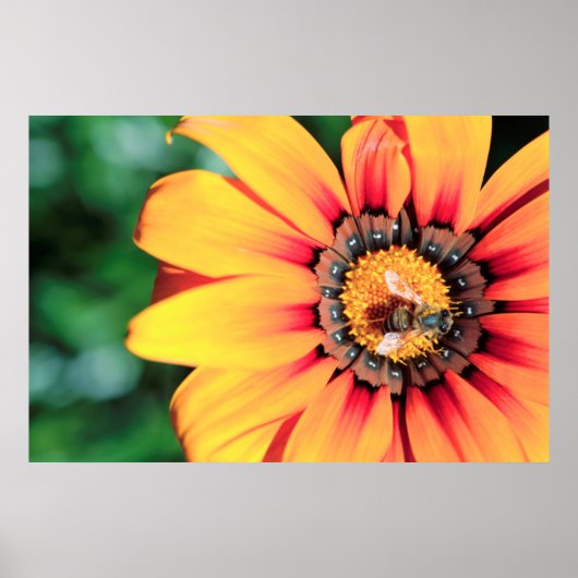 Poster Extrême Gros Plan D'une Abeille Collectant Du Poll (Devant)