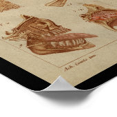Poster Eye Ear Nerves Anatomie Vintage Imprimer (Coin)