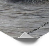 Poster Eyes Equine — Lippizan (Coin)