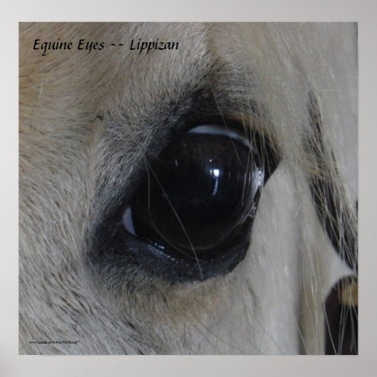 Poster Eyes Equine — Lippizan (Devant)