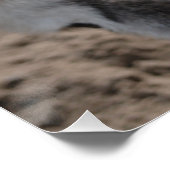 Poster Ezel donkey (Coin)