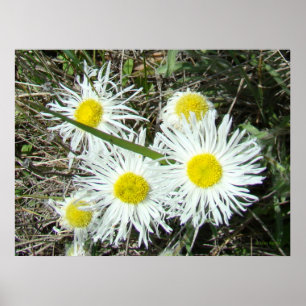 Poster F10 Fleurs sauvages blanches Erigeron caespitosum