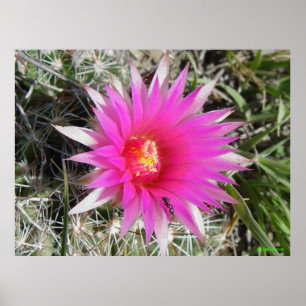 Poster F12 Ball Cactus "Escobaria vivipara"