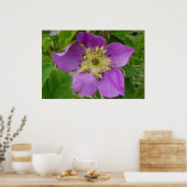 Poster F13 Rose Épineuse Rosa acicularis de l'Alberta (Cuisine)