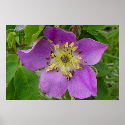 Poster F13 Rose Épineuse Rosa acicularis de l'Alberta (Devant)