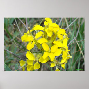 Poster F14 Petites Fleurs Jaunes Sauvages