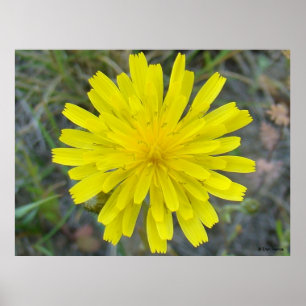 Poster F16 Jaune King Devil Wildflower
