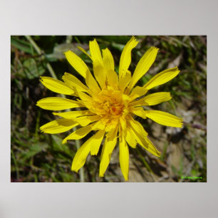 Poster F21 Fleur sauvage jaune Crépis à feuilles étroites