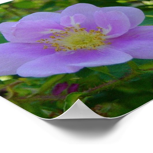 Poster F37 Rose sauvage (Coin)