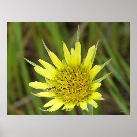 Poster F41 Barbe de chèvre Fleur sauvage jaune (Devant)