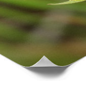 Poster F41 Jaune Barbue de prairie (Coin)