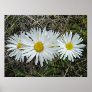 Poster F42 Fleurs sauvages blanches Aster lisse